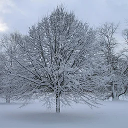 Wildlife Overwintering Strategies