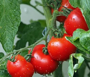 UC Master Gardener Talk: How to Grow Thriving Tomatoes & Vegetables in Containers