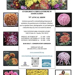 Evergreen Chrysanthemum Association Show