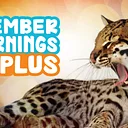 Member Mornings PLUS