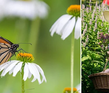 The Science of Attracting Butterflies
