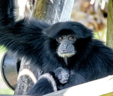 Conservation Connections: International Primate Day 2026