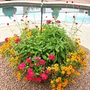 It’s Too Darn Hot: The Desert Monsoon Season in Your Container Gardens