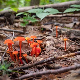 Talks & Treks: Fantastical Fungi