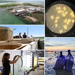 Shellfish Hatchery Tour