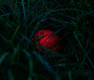 2nd Annual Glow-in-the-Dark Egg Hunt at Moonlight Acres