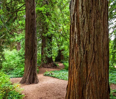 August Forest Bathing