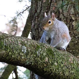 Tales on the Trails – Woodland Friends