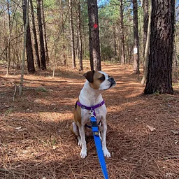 Highland Rustic Trails Dog Day