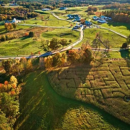 Corn Maze & Pumpkin Patch