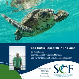 Sea Turtle Research In The Gulf