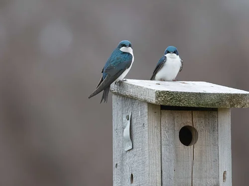 Destination Birding With a Scone: Great Neck Wildlife Sanctuary (Wareham)