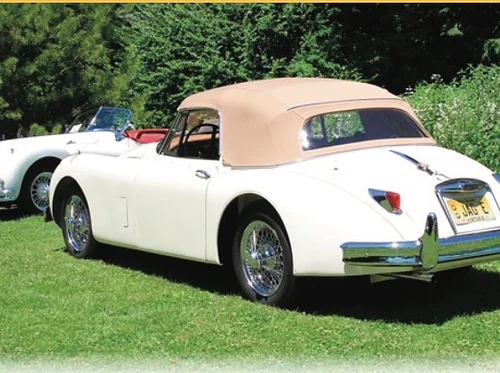 Cats in the Garden Jaguar Show