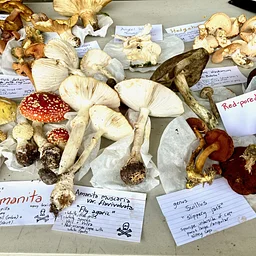 Mushroom Identification & Field Sketching for Adults with Kim McNett