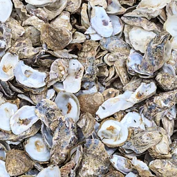 Oyster Roast Fundraiser