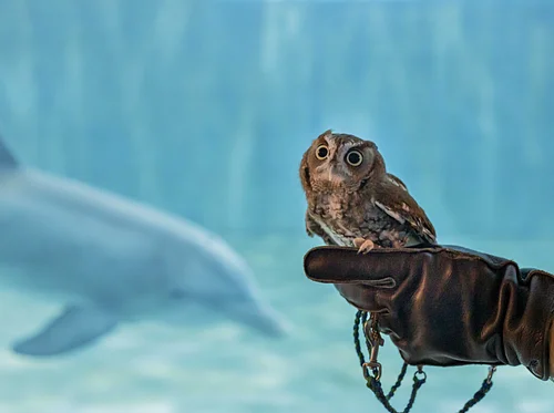 Seaside Seabird Sanctuary at CMA