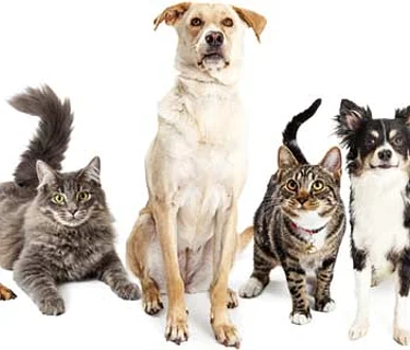 Anti Rabies Clinic – April 19th