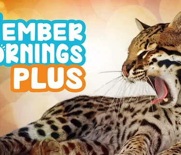 Member Mornings PLUS