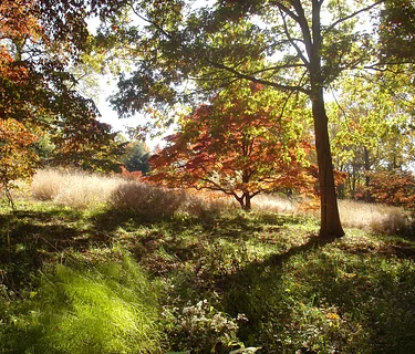 Planning for a Garden Transition