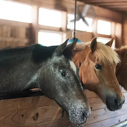 Farm Education: Horse Health Care