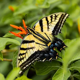 Butterfly Walk