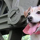 Paws in the Park Day