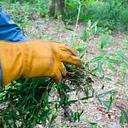 Plants We Love to Hate: Identifying and Controlling Non-native Invasive Pest Plants