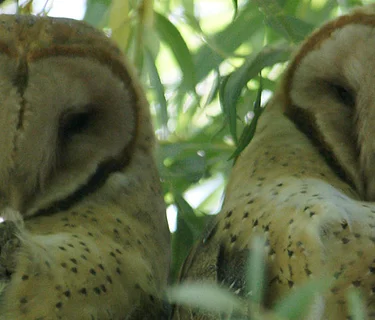 Free Guided Bird Walk (5/5/2026)