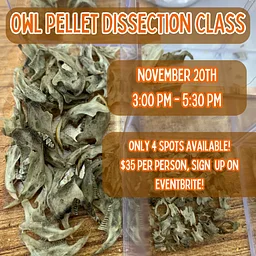 Owl Pellet Dissection Class - November 2026