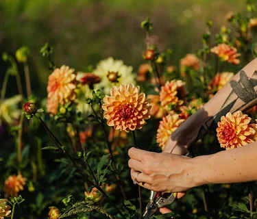 Planning and Preparing a Cutting Garden
