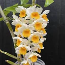 Grow Orchids in Water: Semi-Hydroponic Orchid Growing Talk & Demo