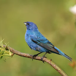 August Birding at Thorn Preserve