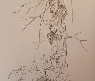 A Beginner’s Guide to Drawing Trees with Jason Poole