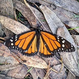 Science Saturday: Monarch Magic!