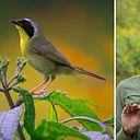 Gardening for Birds