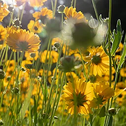 Native Plant Sale at Clearwater